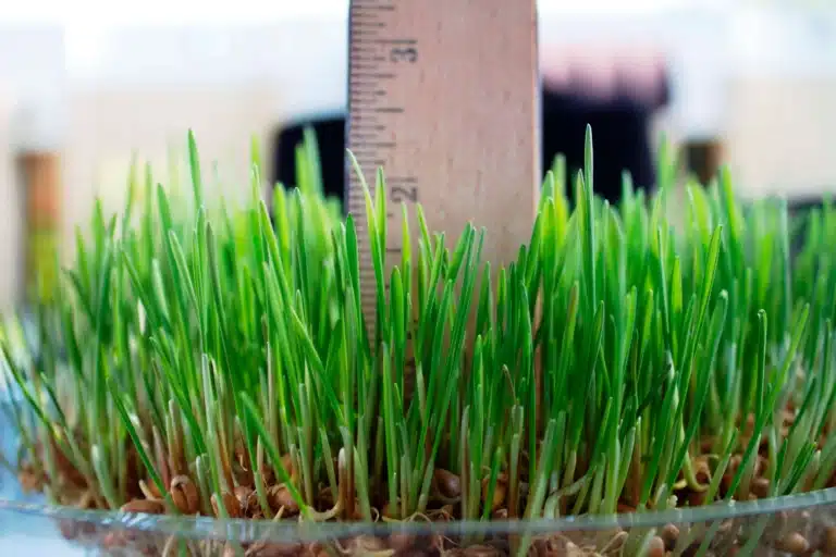 Серед пророщеного зерна стирчить дерев'яна лінійка