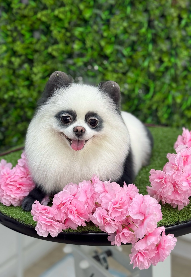 Білий шпіц в образі панди позує поруч з гілочками рожевих квітів