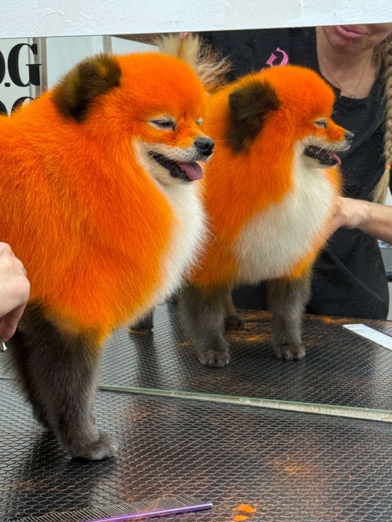 Шпіц пофарбований у чорні та помаранчеві кольори під лисичку