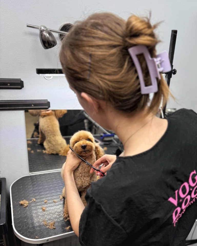 Мальтіпу під час стрижки голови грумеркою з крабіком на голові