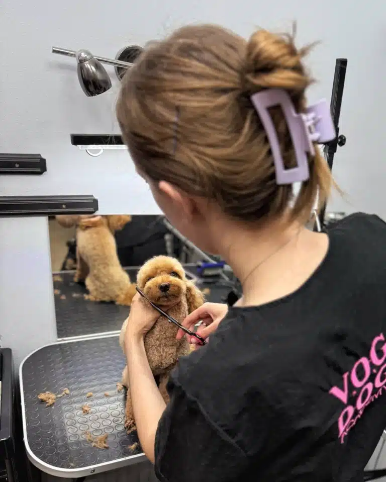 Мальтіпу під час стрижки голови грумеркою з крабіком на голові