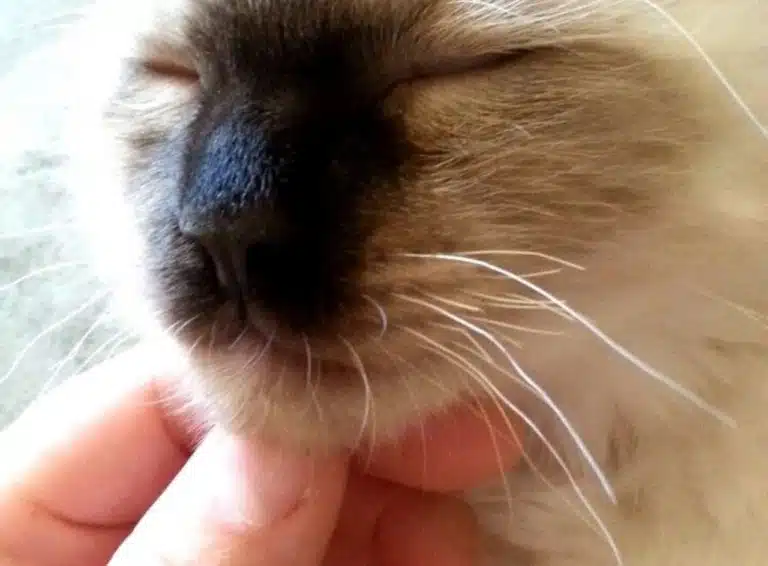 Голову котика з чорною мордочкою тримає під підборіддям людська рука