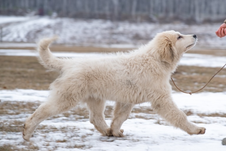 Молодий піренейський гірський собака йде за рукою людини зі смаколиком
