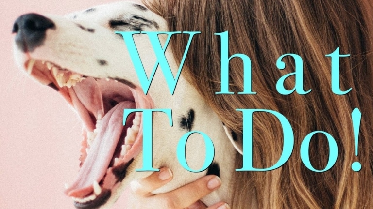 Далматин широко відкрив пащу, позіхаючи в обіймах дівчини