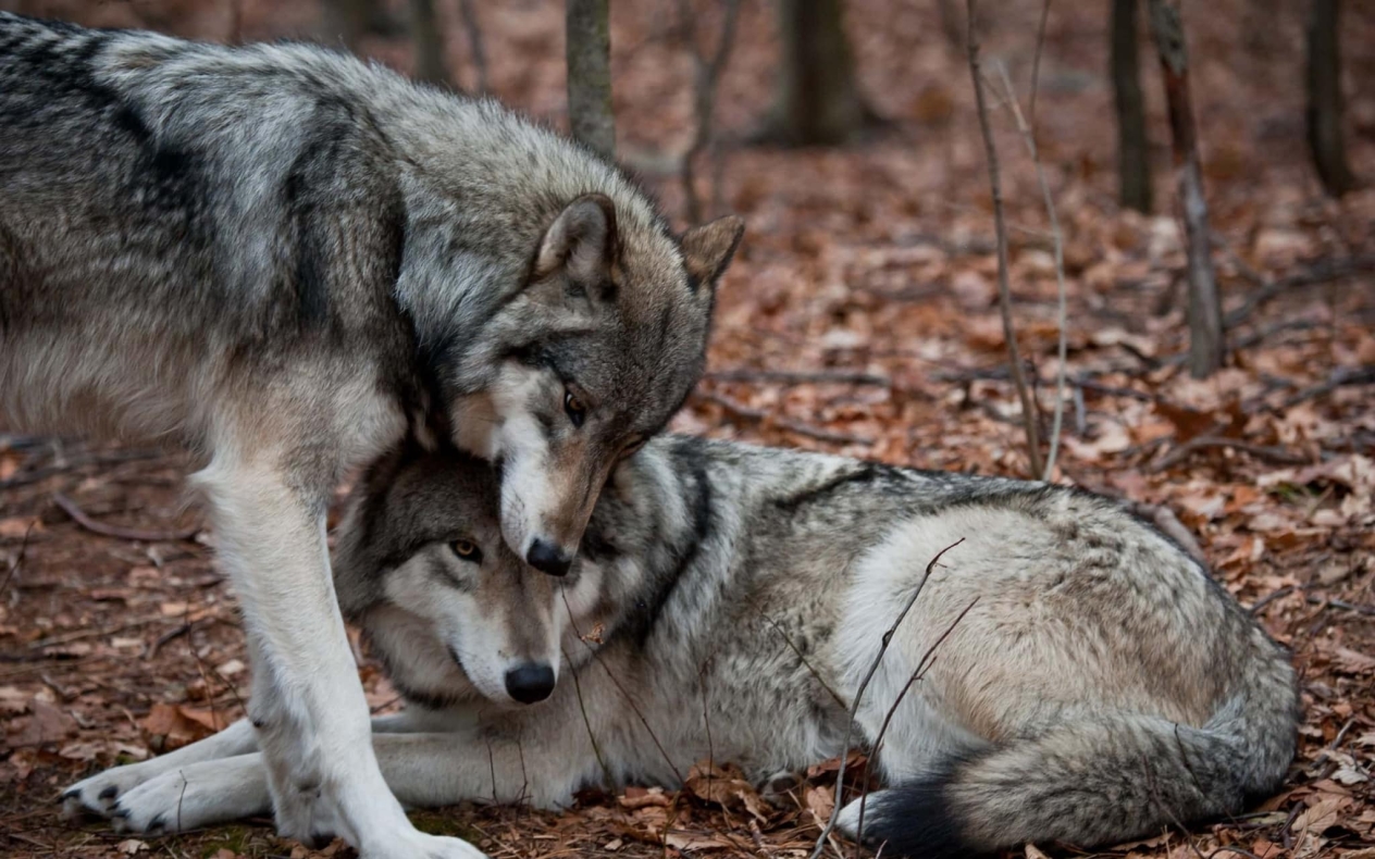 Вовк притулився головою до голови іншого вовка, який лежить на коричневому сухому листі в лісі