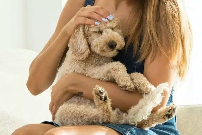 Дівчина в джинсовій спідниці притисла до себе пуделя та поклала йому на голову руку