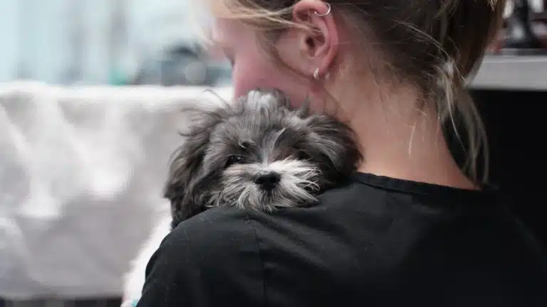 Дівчина зі срібними сережками у вусі обіймає сірого ши-цу