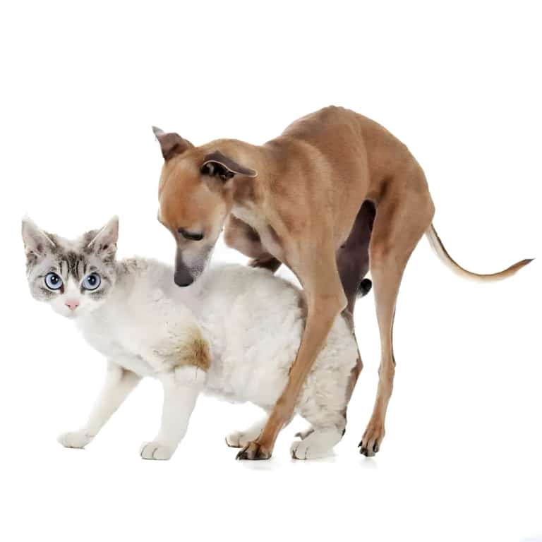 Короткошерстий пес з довгими ногами намагається залізти зверху на білого кота