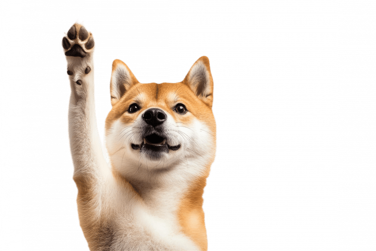 Шиба-іну підняв праву передню лапку