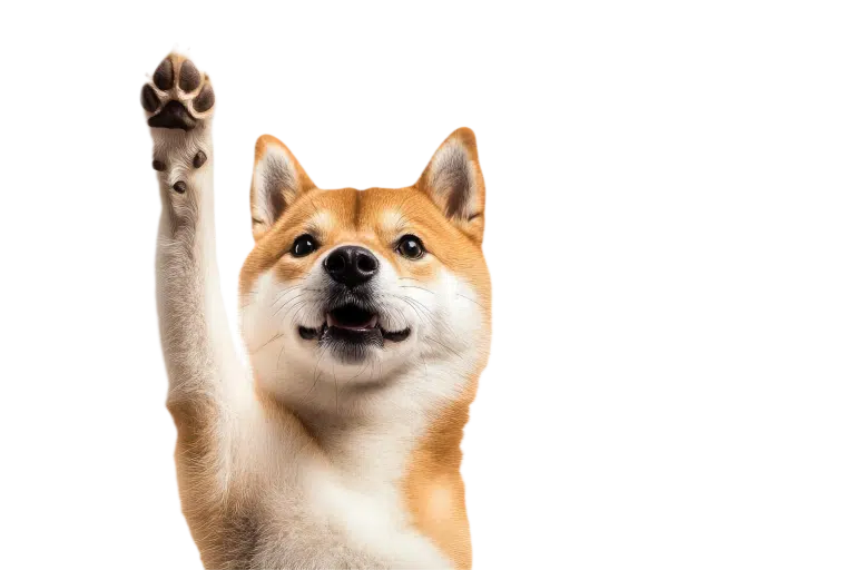 Шиба-іну підняв праву передню лапку
