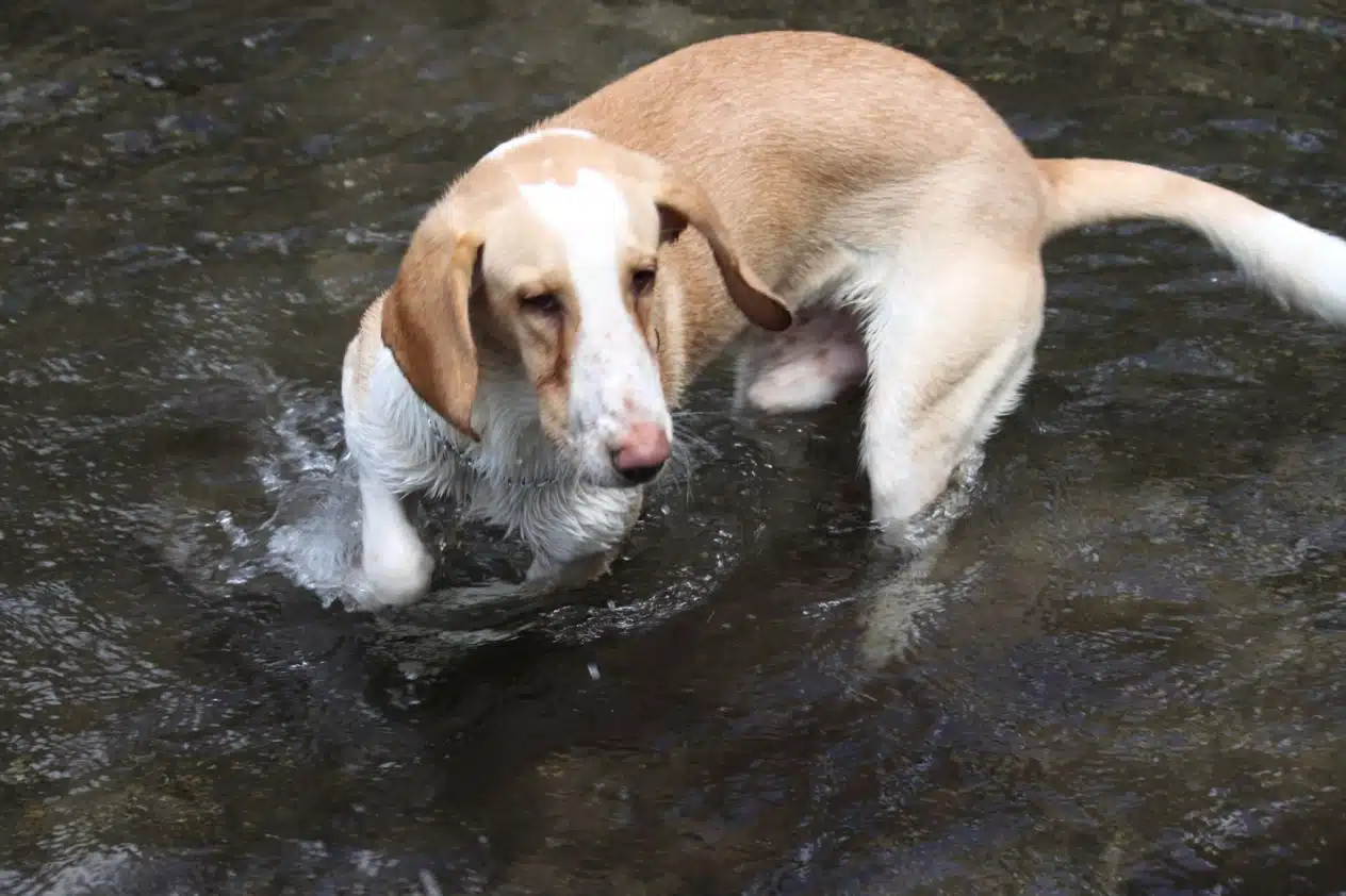 Американський фоксхаунд стоїть по коліна у річці