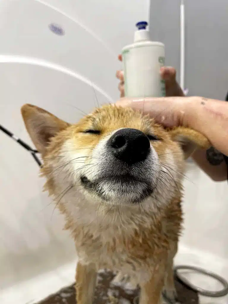 Грумер наносить косметику на маківку шиба-іну