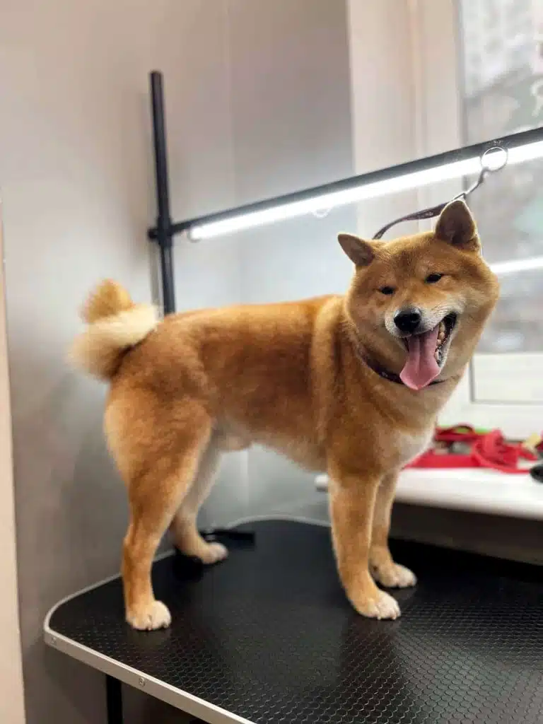 Шиба-іну з закрученим хвостом повернувся попою до білої стіни