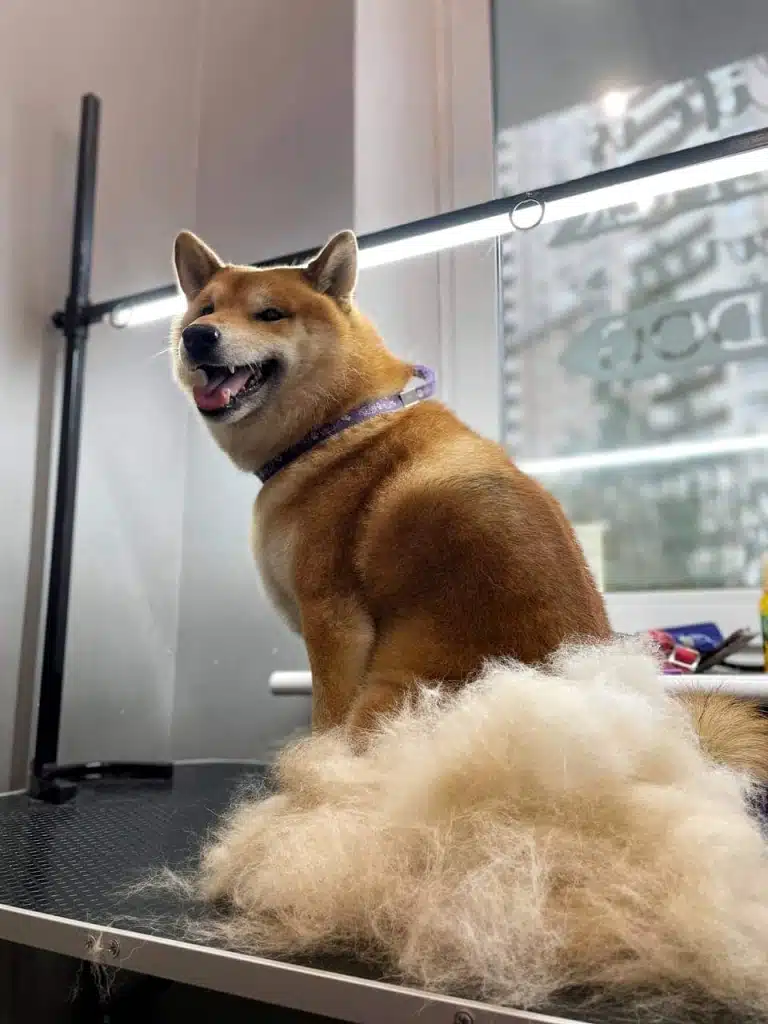 Попу шиба-іну не видно через купу вичесаного підшерстя, що залишили на столі