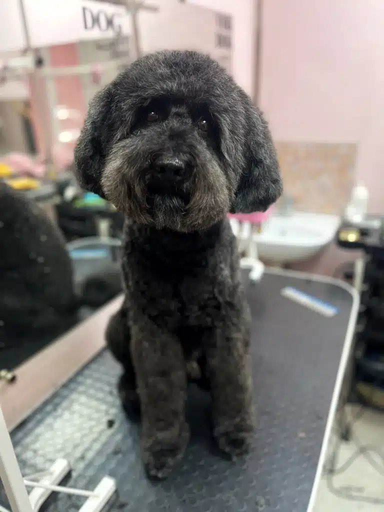 Позаду чорного лабрадудля синій гребінець для перевірки ковтунів