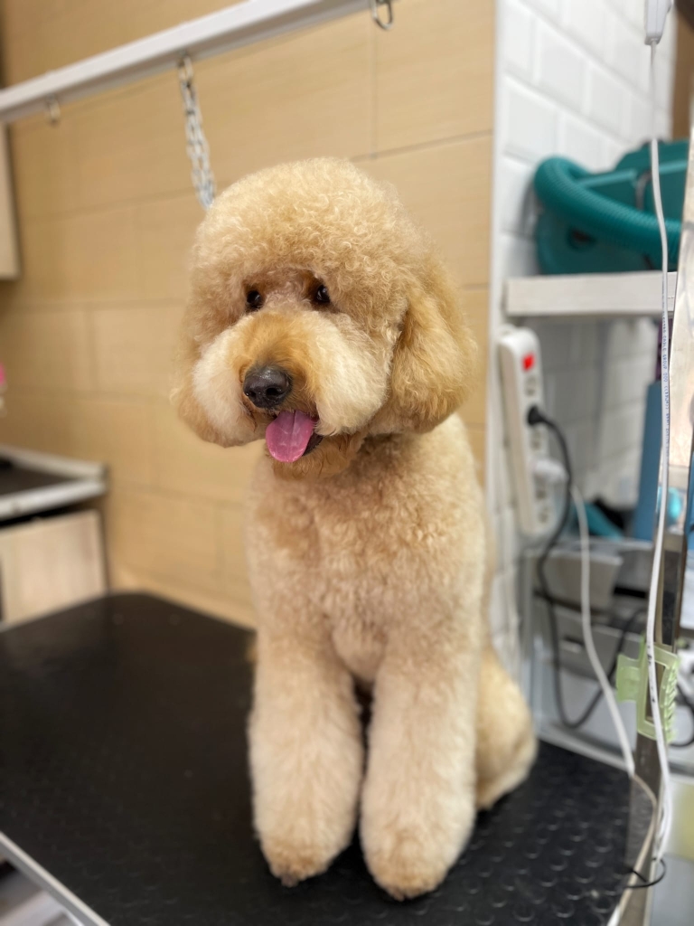 Поруч з грумерським столом, на якому сидить лабрадудль, стійка з бустером