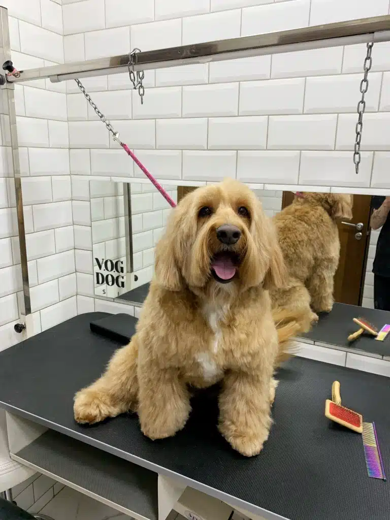 Шерсть лабрадудля після стрижки пухка і трохи рвана