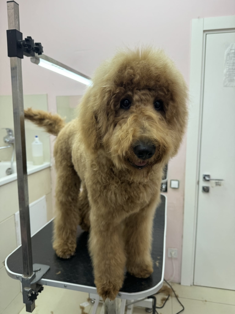 Лабрадудль має трохи неохайний вигляд через пухку та об'ємну шерсть