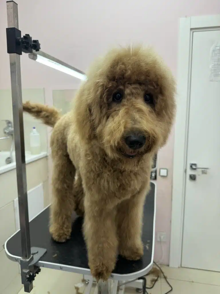 Лабрадудль має трохи неохайний вигляд через пухку та об'ємну шерсть