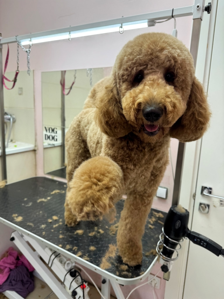 Лабрадудль стоїть на столі, на якому залишилась підстрижена шерсть