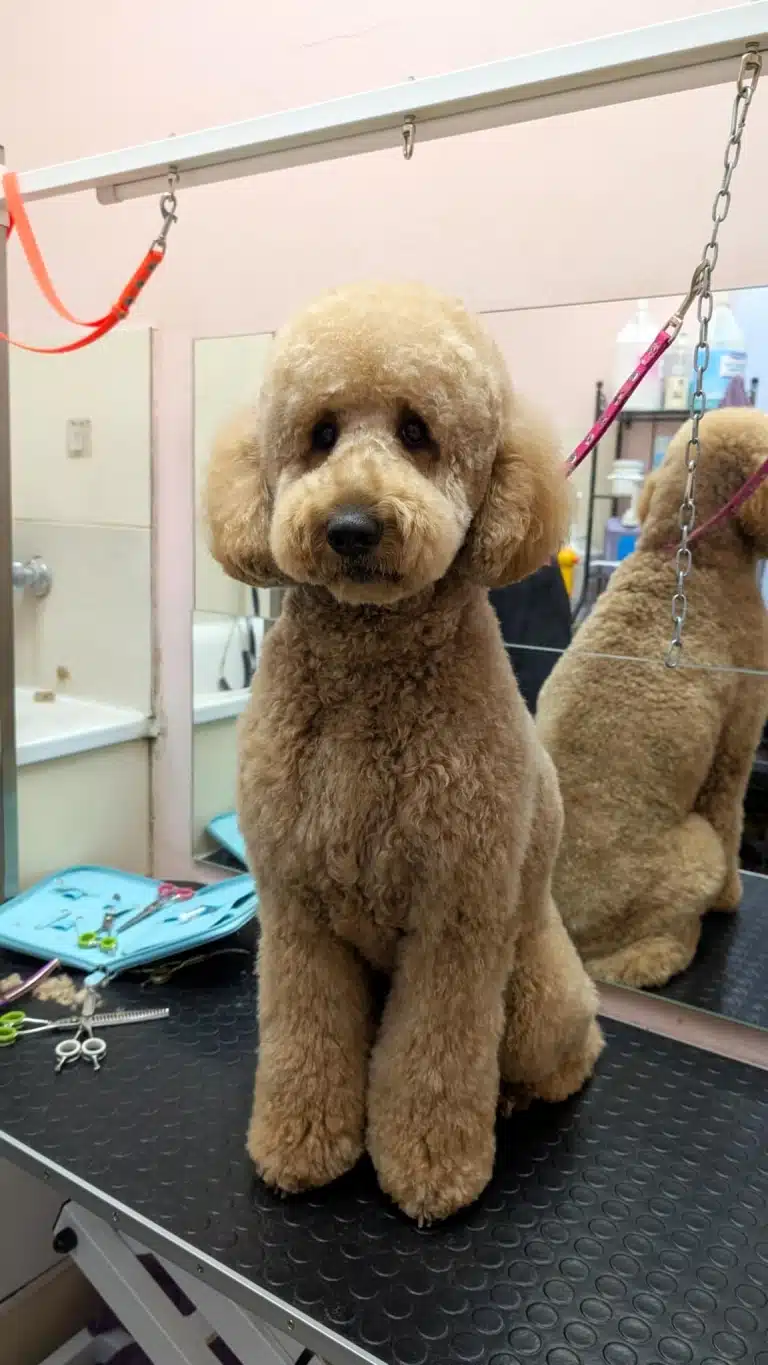 Поруч з лабрадудлем лежить блакитний кейс з ножицями