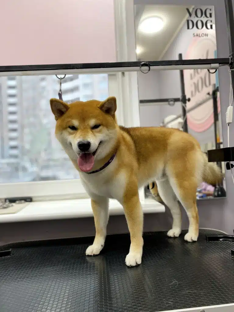 М'язистий шиба-іну примружив очі, висолопивши язика