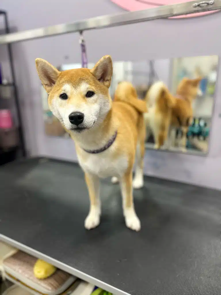 Шиба-іну на фіолетовій ринговці має багато білої шерсті на морді