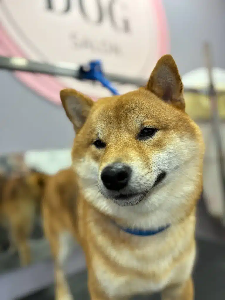 На шиї шиба-іну синя ринговка, яка кріпиться до грумерського столу