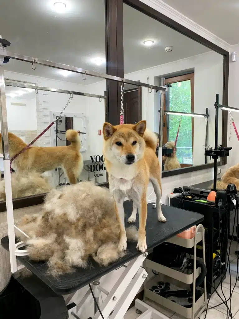 Колір вичесаного підшерстя шиба-іну має забарвлення від білого до коричневого