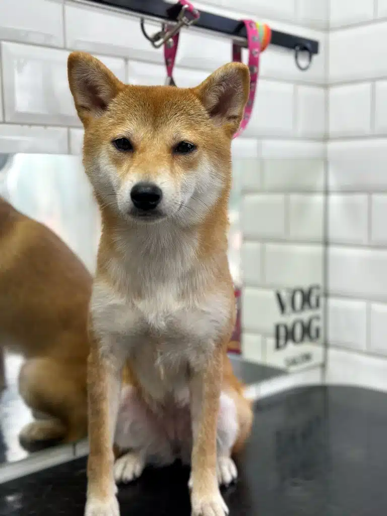 В дзеркалі грумерської видно спину шиба-іну