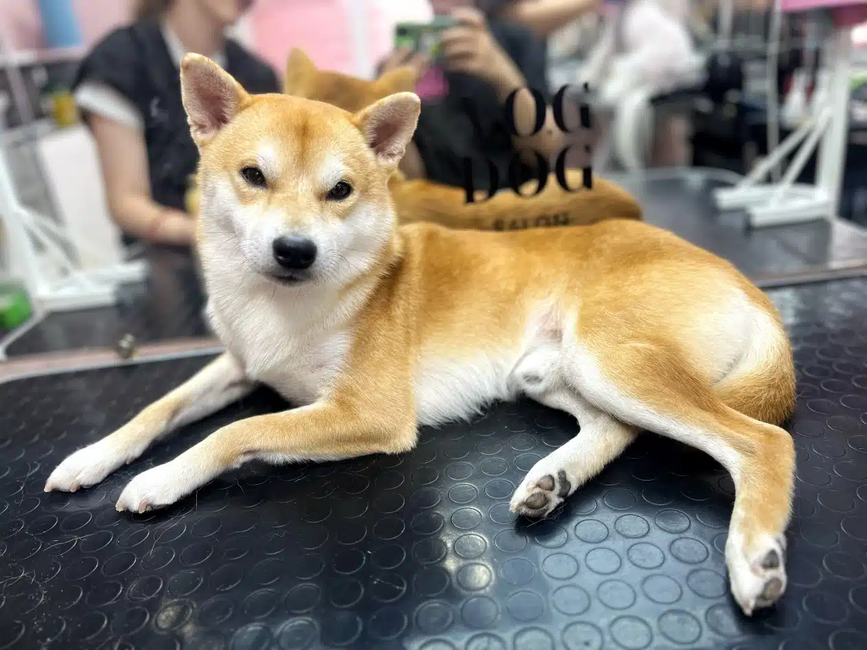 Кігті шиба-іну підстрижені, а кінчики підпиляні