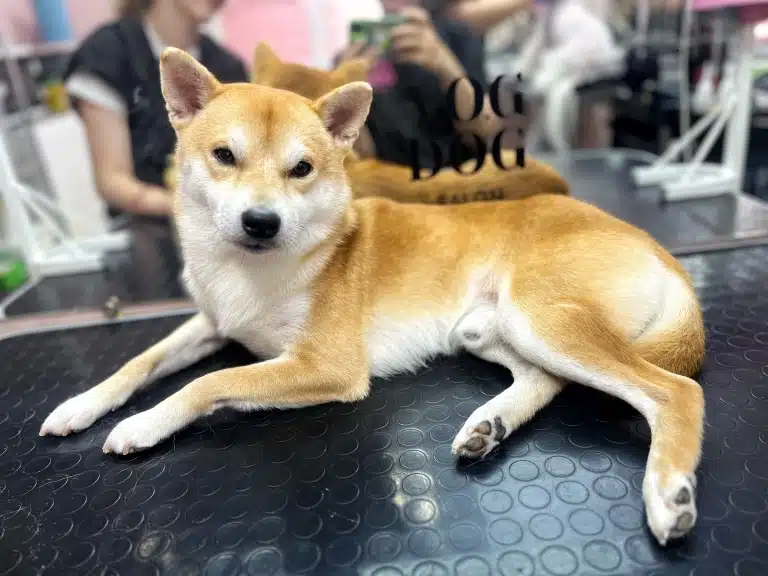 Шиба-іну лежить на боці, спиною до чорного логотипу грумінг-салону на дзеркалі