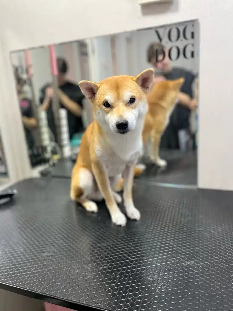 У дзеркалі видно грумерку у чорній формі, яка доглядала за шиба-іну