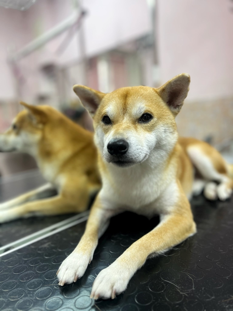 Кігті шиба-іну підстрижені, а кінчики підпиляні