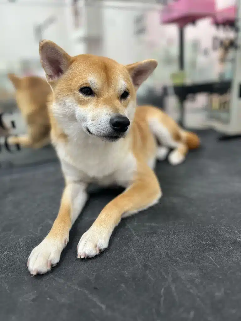 Поруч з прямокутним дзеркалом на чорному килимку лежить чистий шиба-іну