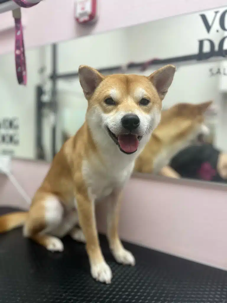 Шиба-іну сперся на передні лапи, сидячи на столі, та всміхається в об'єктив