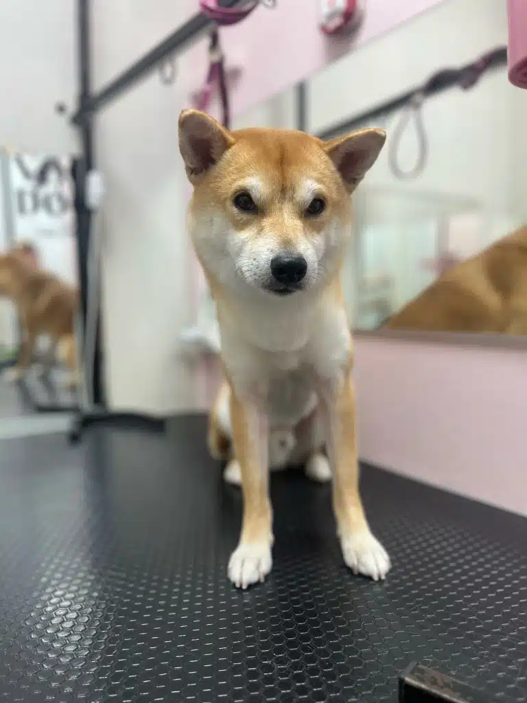 В рожевій грумерській на чорному столі поруч з дзеркалом сидить шиба-іну