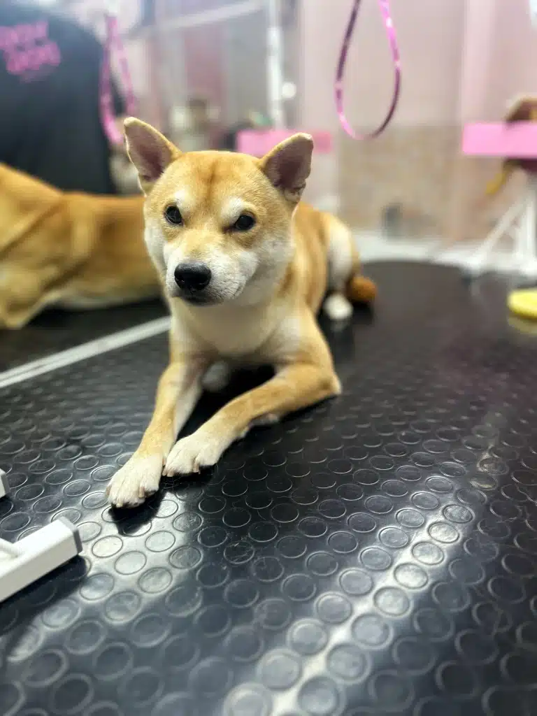 Над шиба-іну, який лежить на столі, висить рожева ринговка