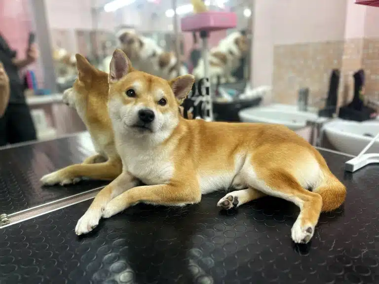 Позаду шиба-іну в грумерській є білий рукомийник