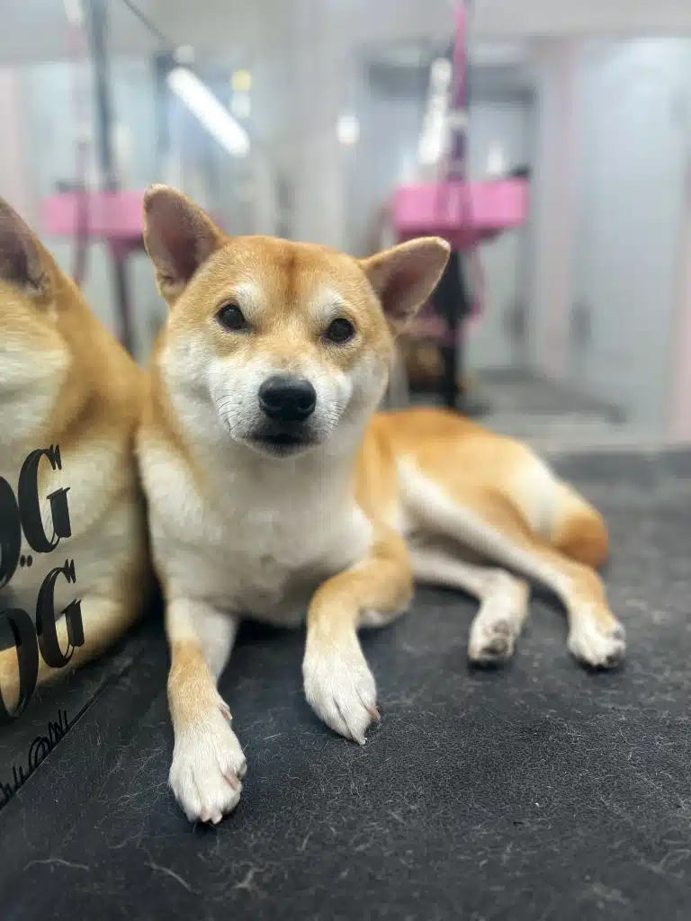 Чорний килимок, на якому лежить шиба-іну вкритий маленькими шерстинками