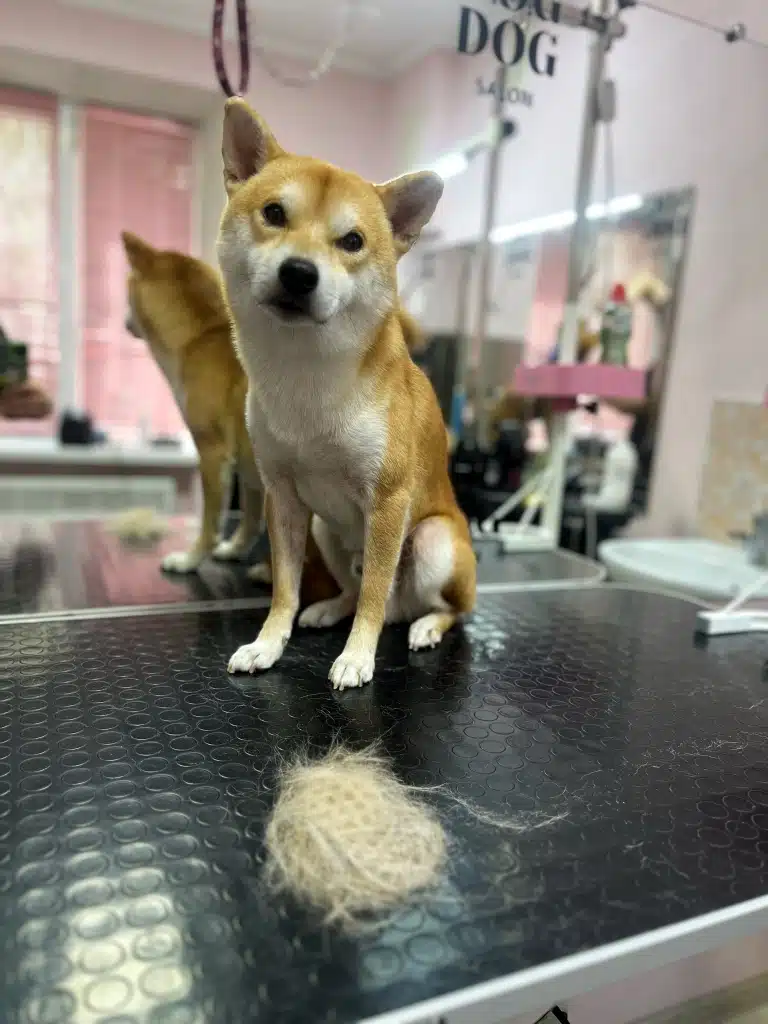 Перед шиба-іну лежить маленька купка підшерстя, яке грумер вичесав силіконовою щіткою