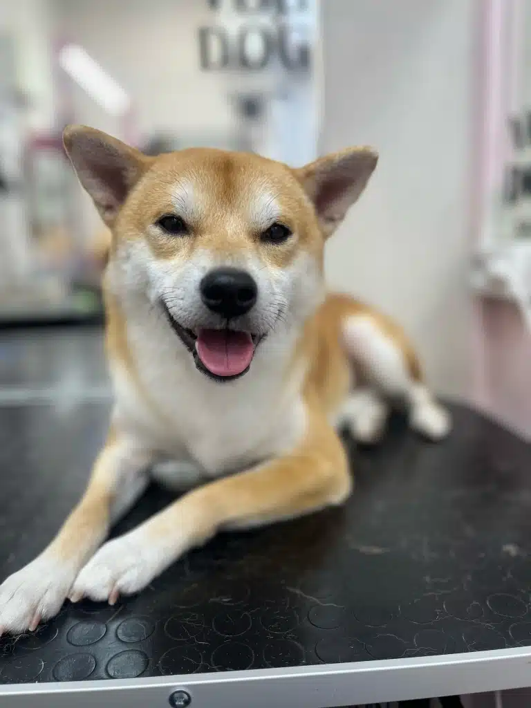 Шиба-іну лежить на столі, витягнувши передні лапи перед собою