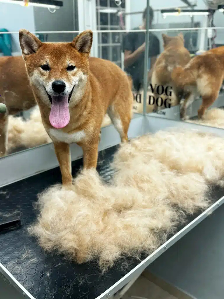 Шиба-іну з темною шерстю стоїть поруч з вичесаним підшерстям бежевого кольору