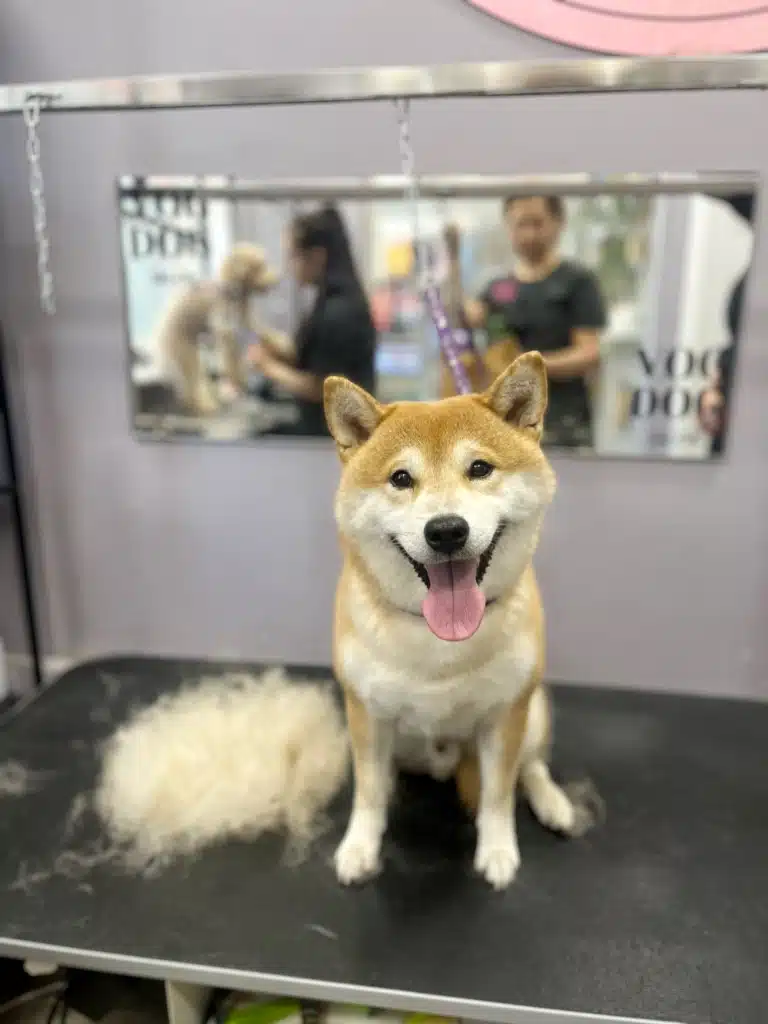 Шиба-іну сидить поруч з невеликою купкою вичесаного підшерстя на чорному столі