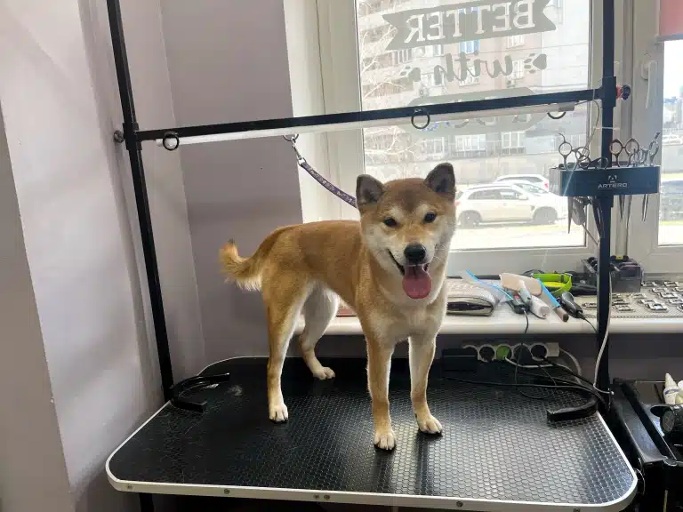 Шиба-іну має білу шерсть між очима, хоча перенісся руде