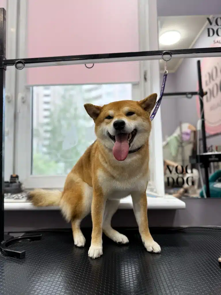 Шиба-іну присів на біле підвіконня грумерської