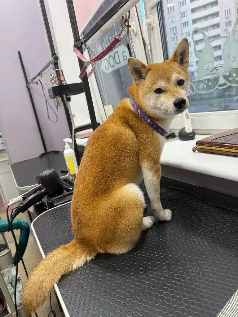 Хвіст шиба-іну звисає з грумерського столу