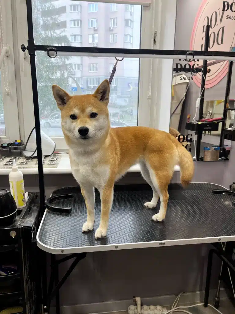 Худий шиба-іну стоїть боком до білого вікна