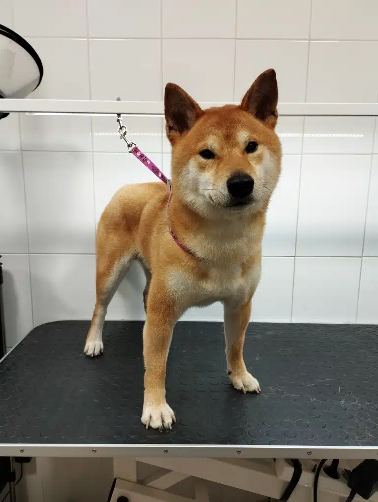 Шиба-іну широко розставив передні лапи, стоячи на грумерському столі