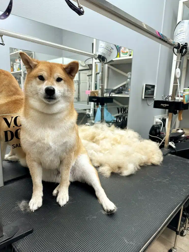 Шиба-іну витягнув задню ліву ногу, сидячи спиною до вичесаного підшерстя